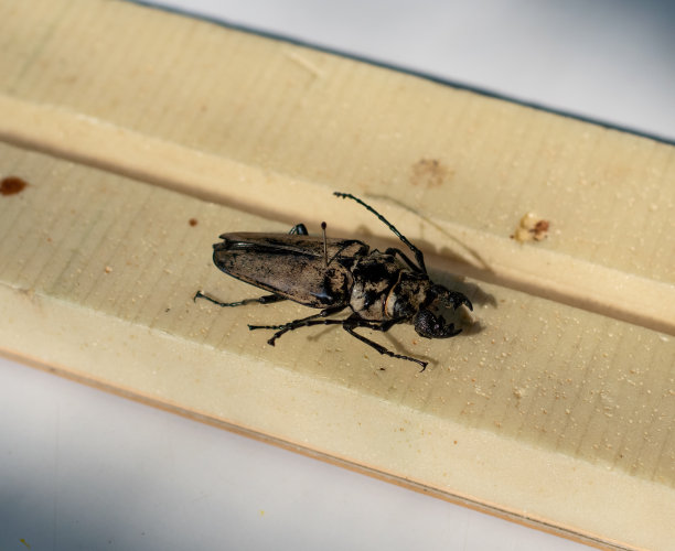 长角甲虫填充昆虫的高角度视图图片下载