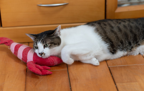 一只喜欢毛绒玩具的猫图片下载