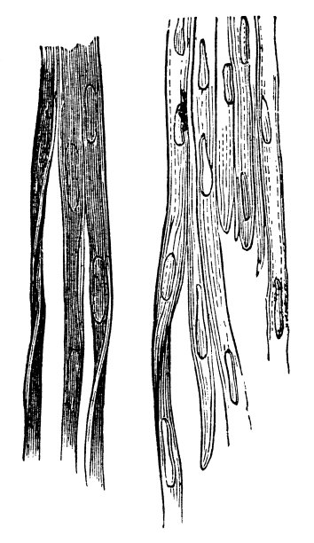 人体平滑肌纤维的医学插图- 19世纪图片下载