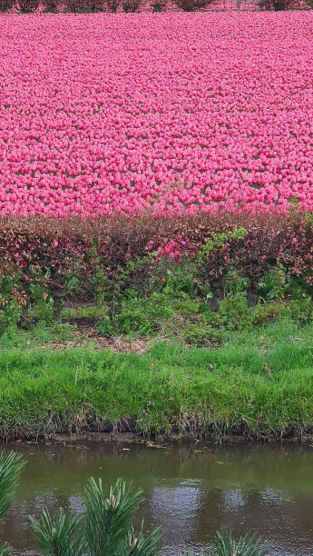 美丽的春景，著名的库肯霍夫花园图片下载