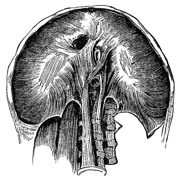 19世纪以下人体横膈膜的医学插图图片下载