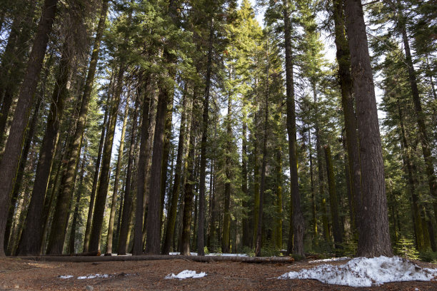 约塞米蒂国家公园森林中的树木图片下载