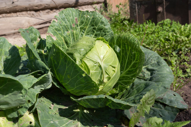 园艺和农业概念卷心菜生长在房子附近的花园里-库存照片图片下载