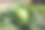 园艺和农业概念卷心菜生长在房子附近的花园里-库存照片图片下载