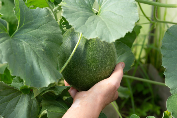 园艺和农业概念瓜生长在温室在俄罗斯-股票照片图片下载