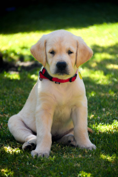 金色的小狗在草地上。草图片下载