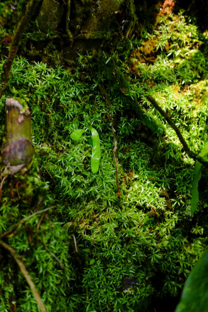 苔藓植物图片下载