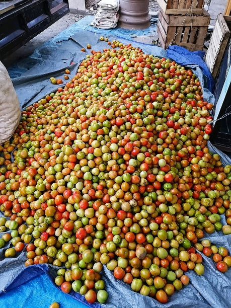 想象一下西红柿图片下载