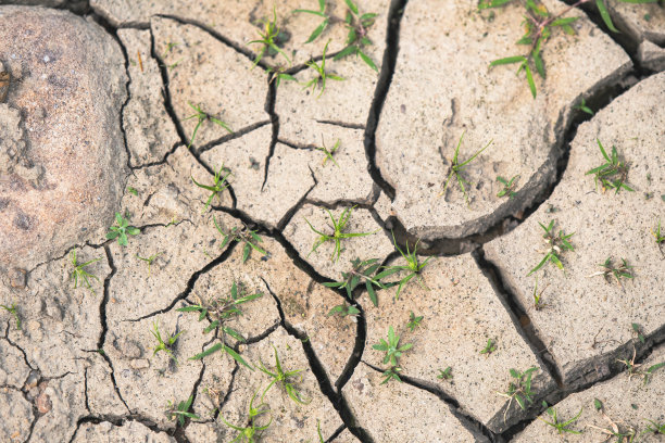 林地裂土图形资源背景为干旱环境图片下载