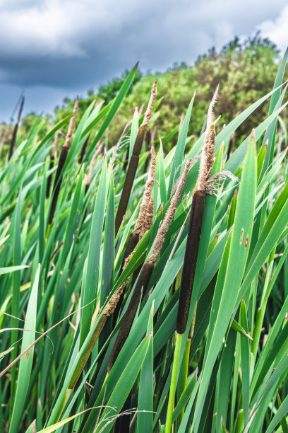 丹麦Vejlerne自然保护区的香蒲树图片下载