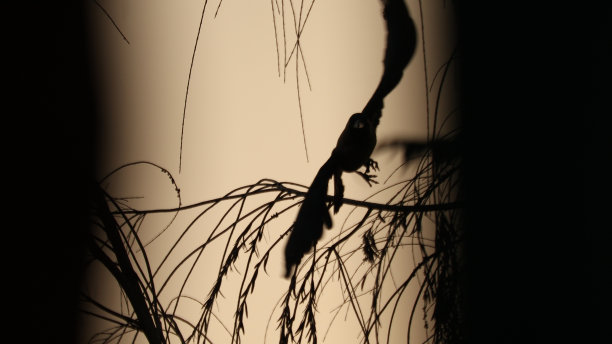 鸟的轮廓图片下载