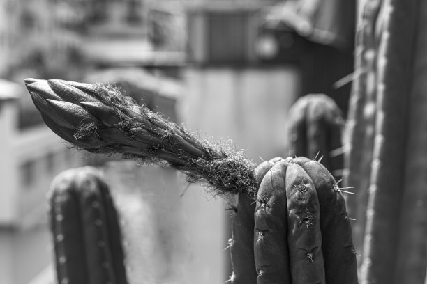 仙人掌花的花蕾图片下载