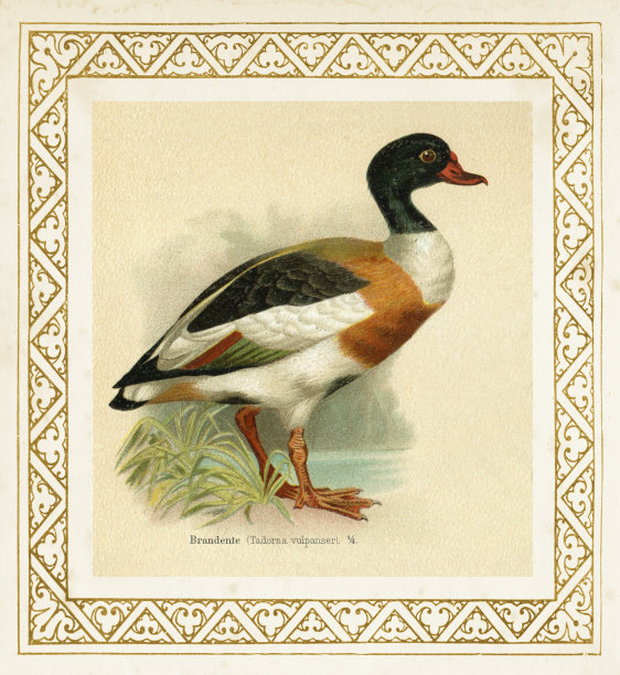 谢尔达克·塔多纳·弗潘瑟插图 1897图片下载