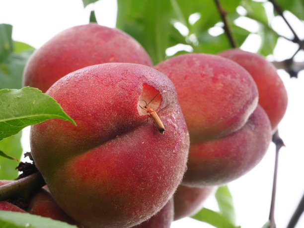 花园里的桃子上有一只小昆虫。微距摄影。图片下载