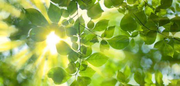 阳光落叶旗图片下载