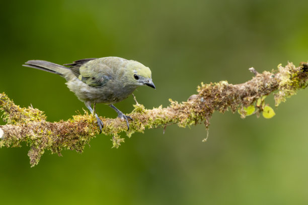 棕榈塔纳鸟，雀形鸟热带鸟类栖息在树枝上的特写-库存照片图片下载
