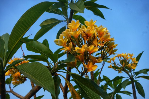 鸡蛋花有黄色的花图片下载