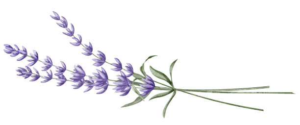 薰衣草花束。手绘水彩插图普罗旺斯草药在孤立的背景。为贺卡或婚礼请柬画画。芳香疗法或药物花卉素描图片下载