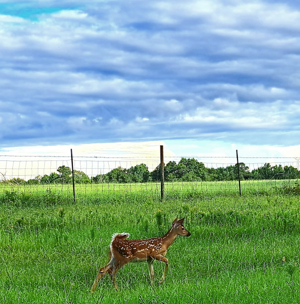 春天的小鹿图片下载