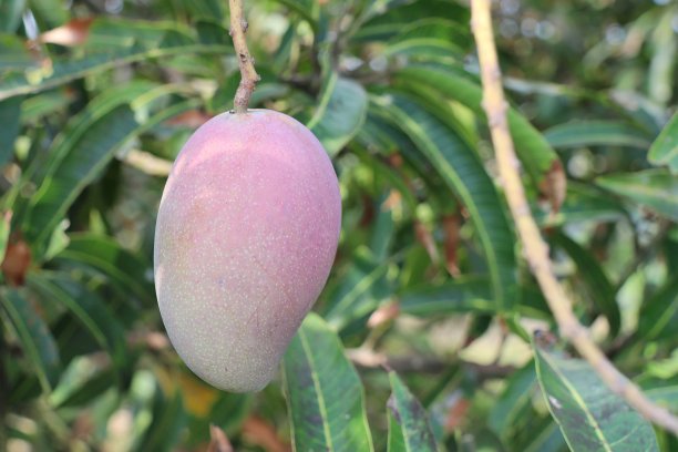 树上有新鲜的芒果。泰国最受欢迎的水果。图片下载