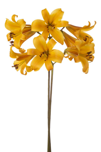 分离百合花图片下载