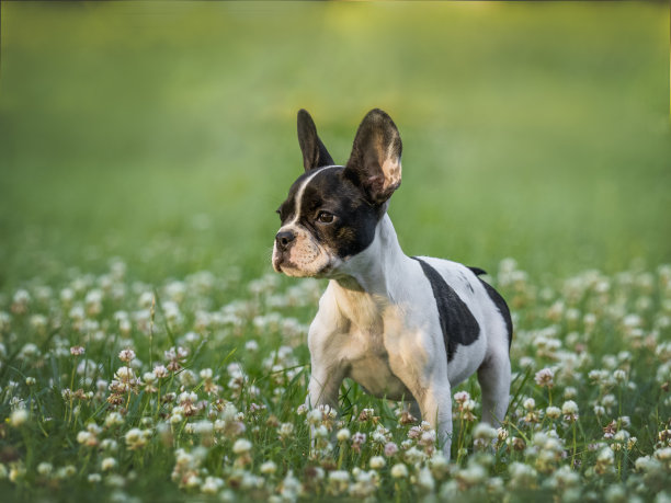 可爱的小狗在草地上散步图片下载