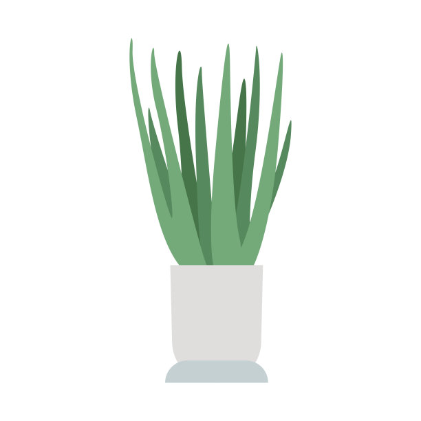 室内多肉植物图片下载