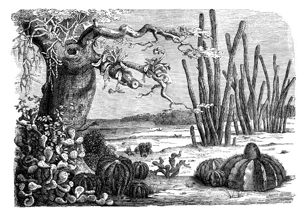 榕树、青棘、细棘、瓜类仙人掌图片下载