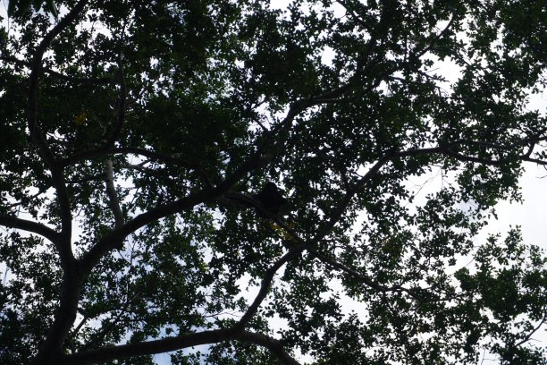 在树上的Siamang (Symphalangus syndactylus)图片下载