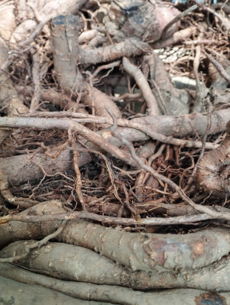 死树根图片下载