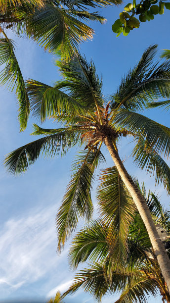 棕榈树图片下载