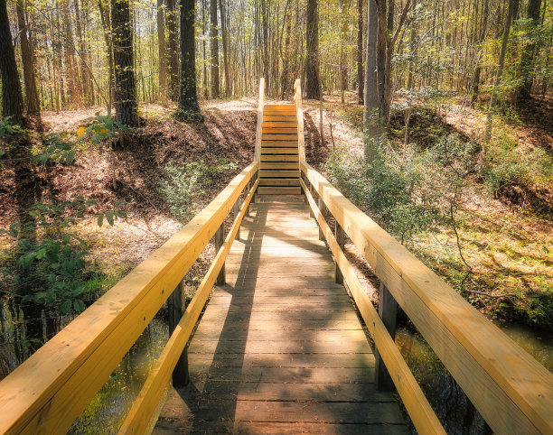 戏剧性的阳光森林人行桥图片下载