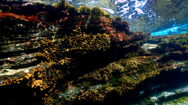 五颜六色的珊瑚礁图片下载