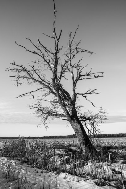 一组黑白的乡村景观。乡村田野上美丽的橡树剪影。图片下载