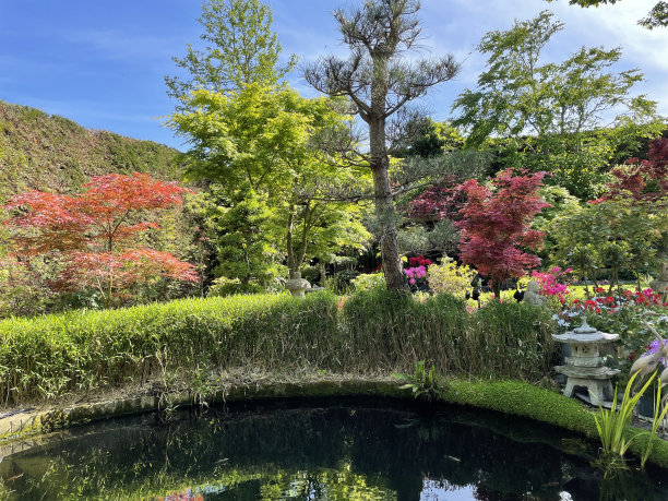 阳光明媚的景观，观赏性花园和锦鲤池与竹树篱，日本枫树(掌槭槭)树，花盆开花植物，石灯笼，盆景树和一个对冲的背景图片下载