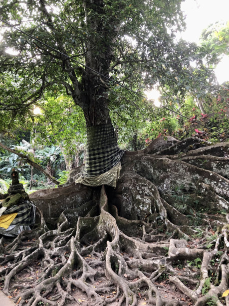 树的根图片下载