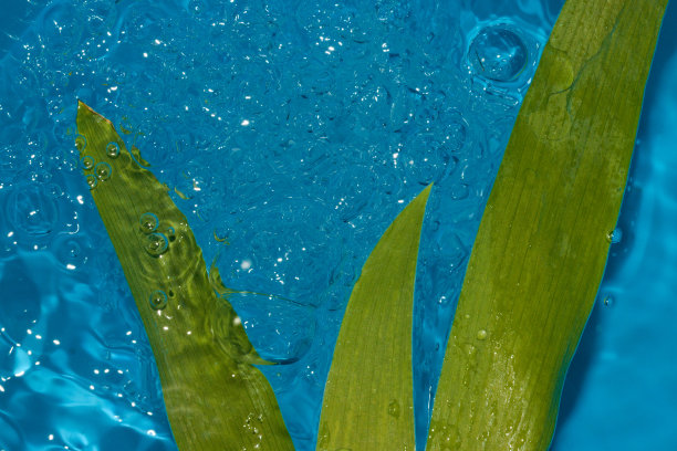 绿色的叶子在蓝色透明的涟漪水中，夏天的设计，创意图片下载