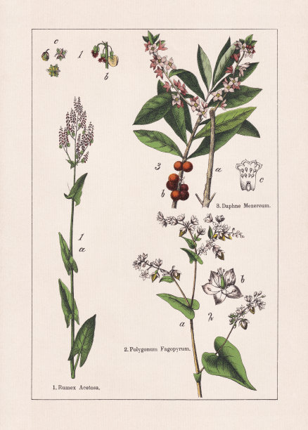 木兰花，石竹，色版画，出版于1895年图片下载