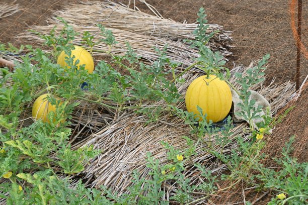 黄皮西瓜栽培。葫芦科蔓生植物，可食用的果实。图片下载