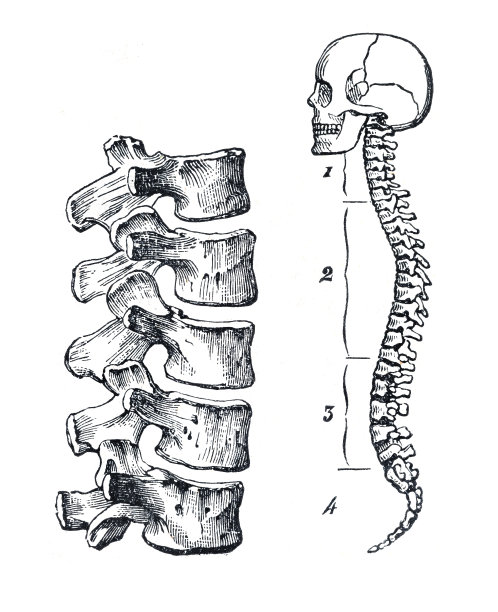 人类头骨，脊椎和脊椎插图1886图片下载