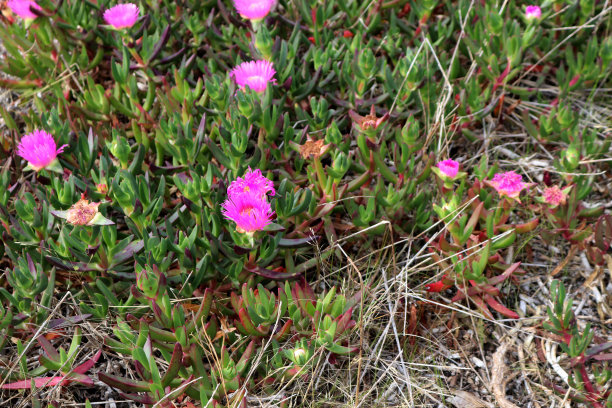 冰草(Carpobrotus glaucescens)开花的肉质叶子(图片来源:Sanjiv Shukla)图片下载