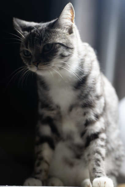 夜空小猫图片下载