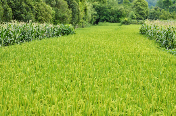 绿色稻田图片下载
