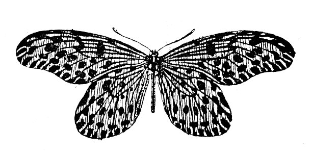古董插画:灵感lynceus，树仙女图片下载
