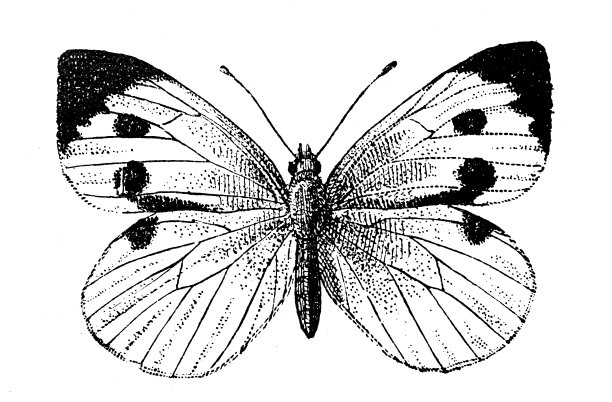 古董插图:粉蝶科图片下载