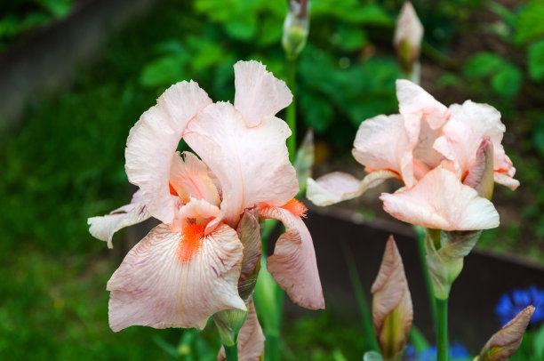 美丽的粉红色虹膜图片下载