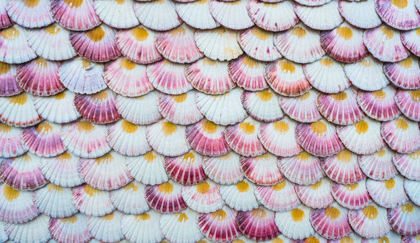 许多扇贝贝壳被放置在墙上，形成了一幅象征渔村的彩色壁画，作为背景马赛克。摘要图片下载