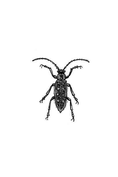 灰虎天牛(木犀甲)图片下载