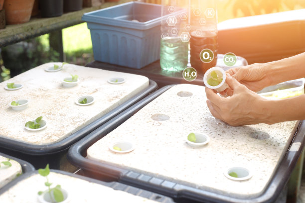 水培花园-农民手持盆栽小生菜种植采用高科技农业与图形的影响因素图片下载