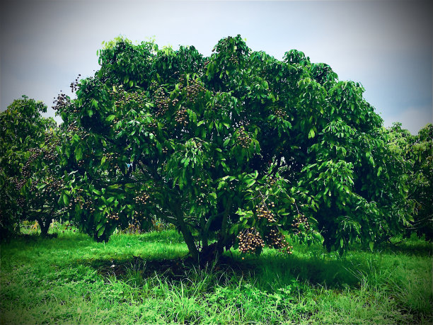 龙眼树图片下载